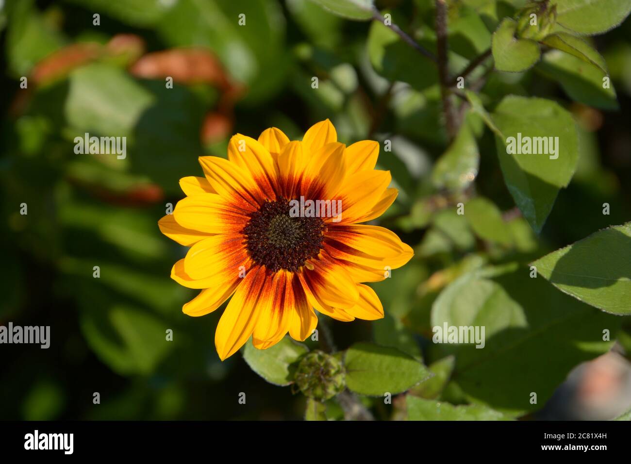 il sole è un piccolo balcone in fiore con il sole estivo Foto Stock
