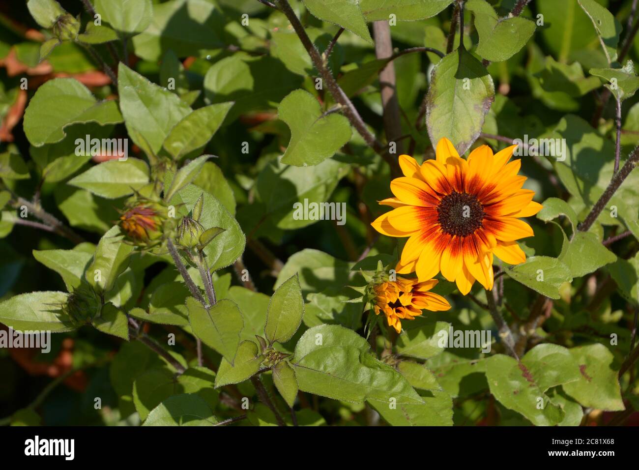 helianthus balcone pianta incredibile con molti fiori e boccioli Foto Stock