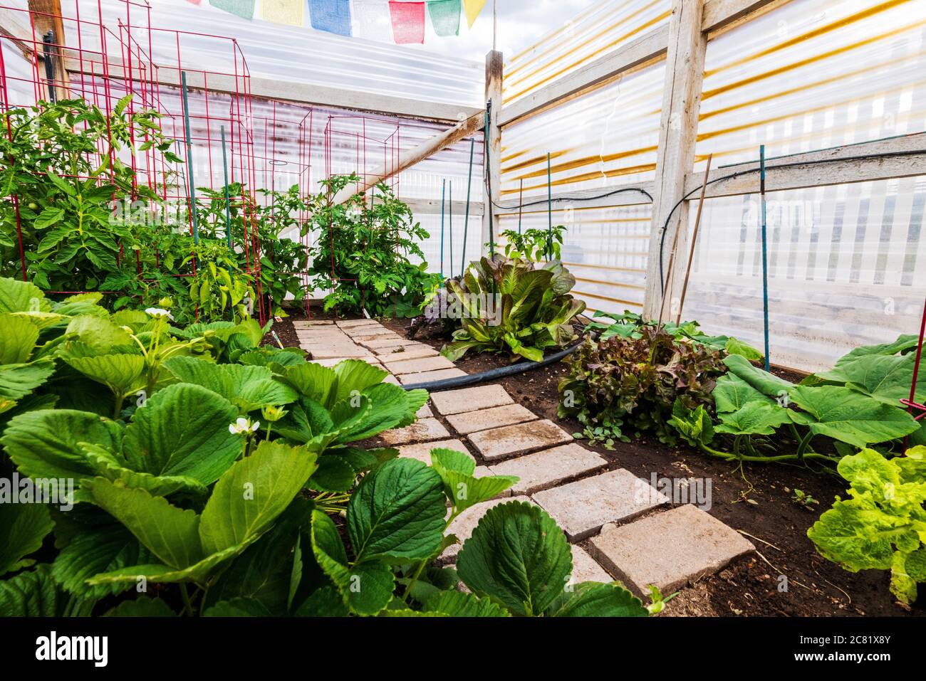 Giardino residenziale di verdure di prima estate. Foto Stock
