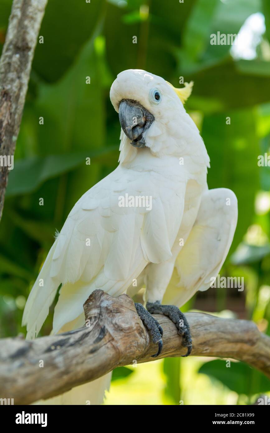 Bali Bird Park in Sanur Foto Stock