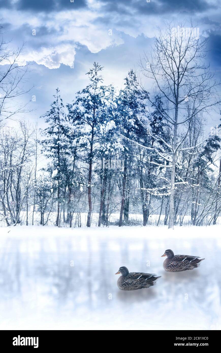 Due anatre di Mallard in un fiume ghiacciato Foto Stock