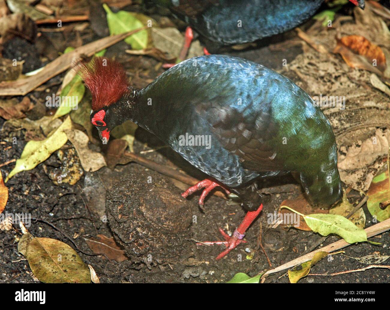 Un uccello colorato nella foresta tropicale all'Eden Project in Cornovaglia è un'associazione di beneficenza educativa che offre una vista delle piante da tutto il mondo Foto Stock