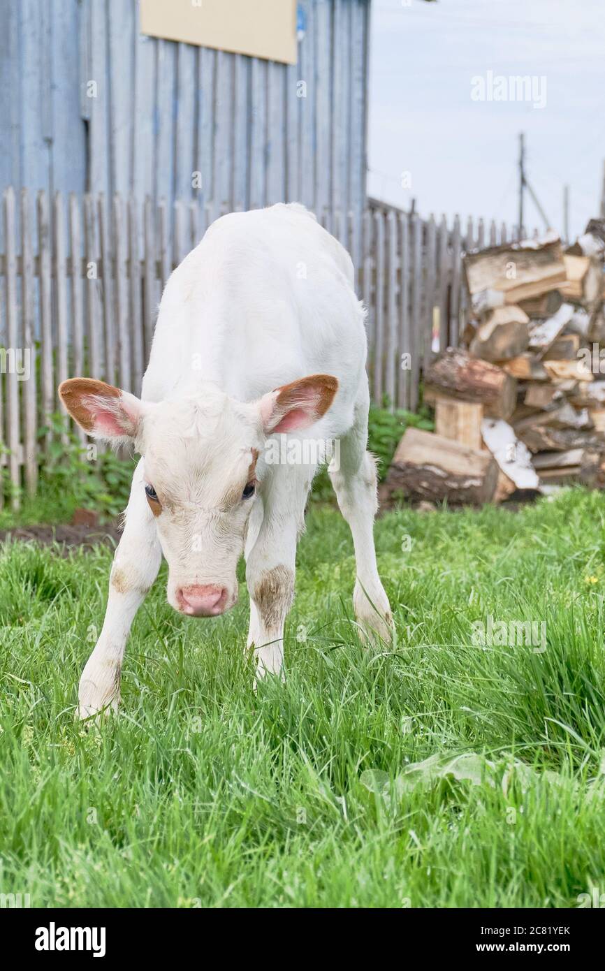 Un toro bianco carino di tre mesi fa va alla macchina fotografica. Foto Stock