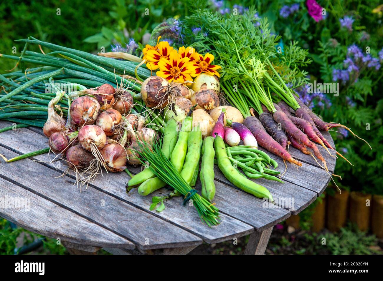 Verdure fresche, prodotti biologici di assegnazione Foto Stock