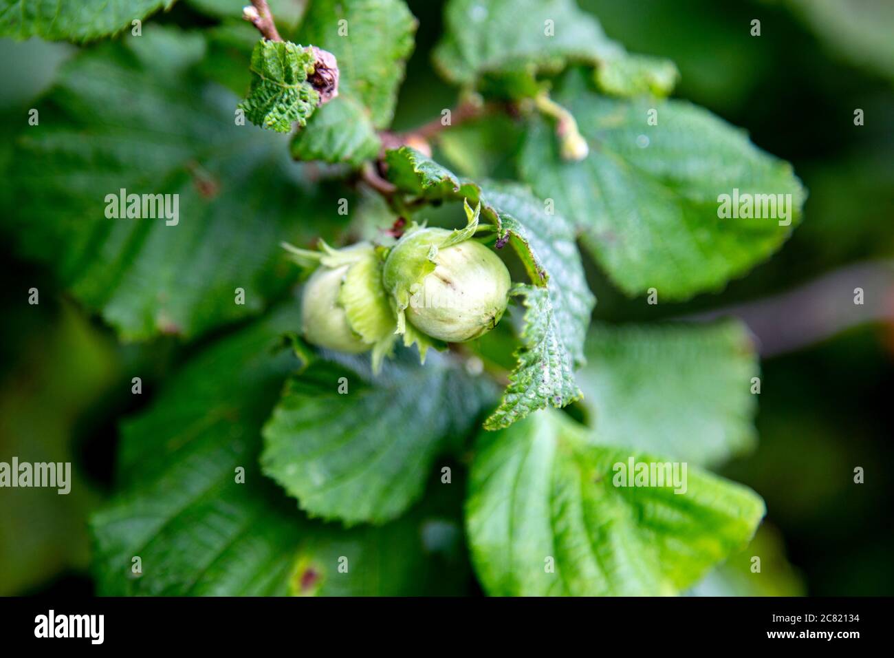 Nocciole verdi fresche che crescono su un albero Foto Stock