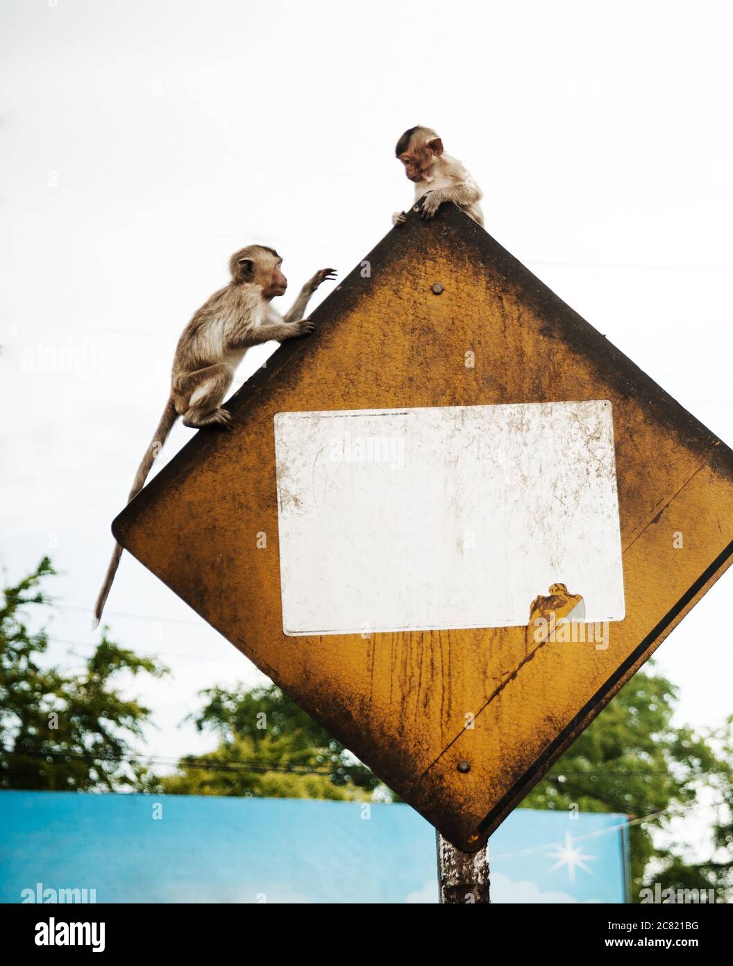 Scimmie del bambino che giocano su un segno di strada a Lopburi, Thailandia, Asia sudorientale Foto Stock