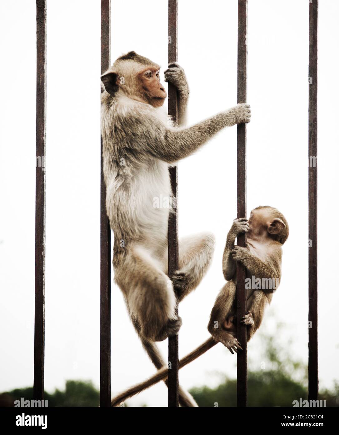 Monkey gioca su un cancello d'acciaio, Lopburi, Thailandia, Sud-est asiatico Foto Stock