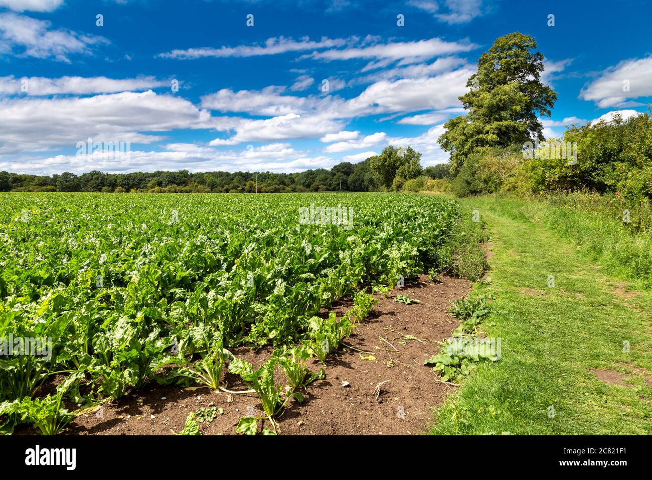 Barbabietola da zucchero in Hertfordshire, Regno Unito Foto Stock