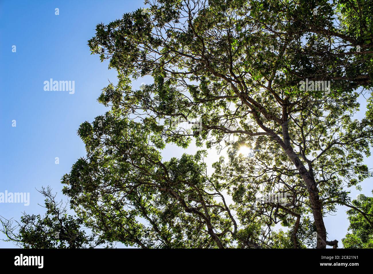 Il sole splende attraverso i rami di alberi e folta fogliame verde, contro un cielo azzurro luminoso. Una calda giornata estiva nella foresta Foto Stock
