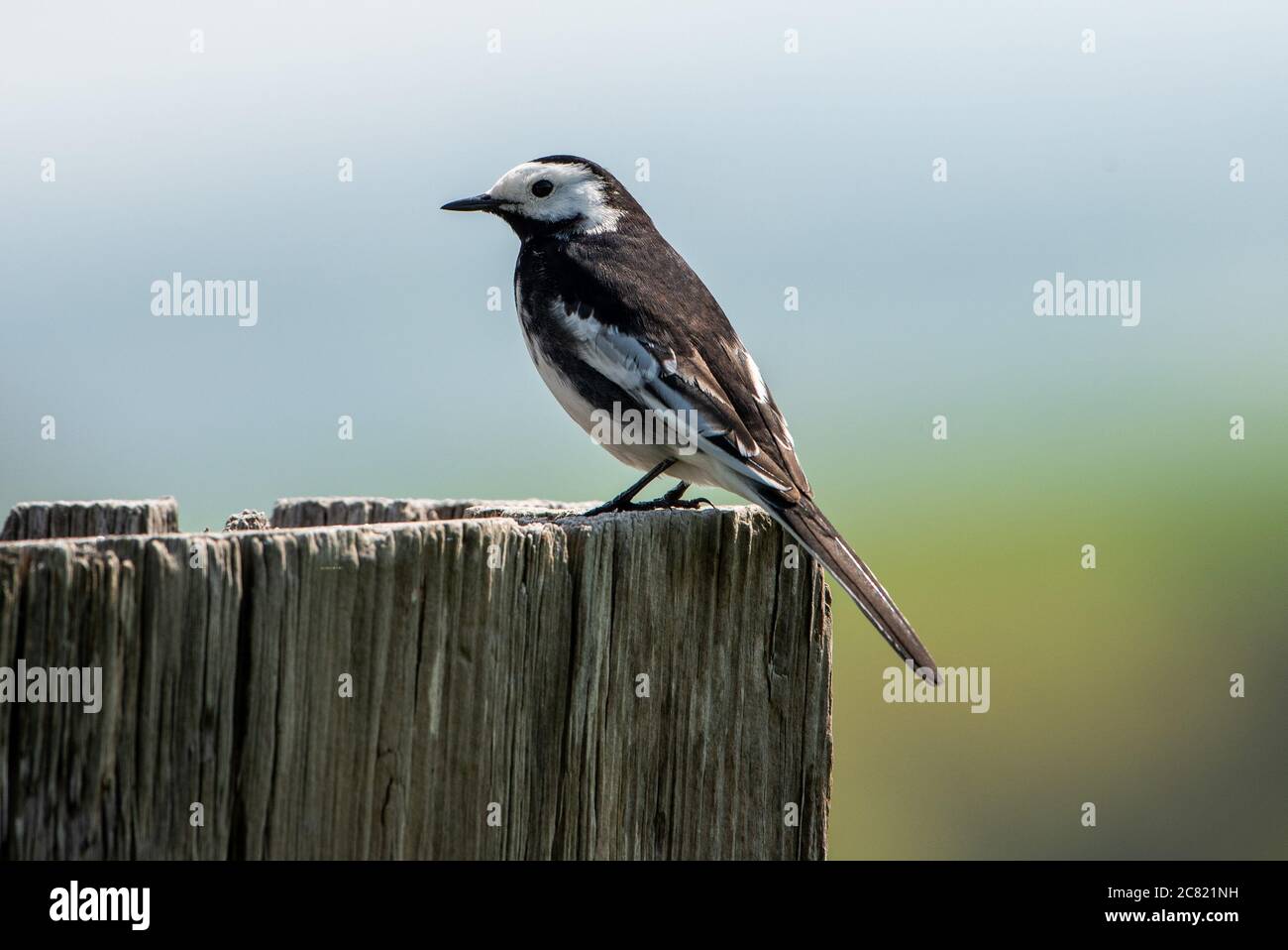 A Pied Waggtail, Chipping, Preston, Lancashire, Regno Unito Foto Stock