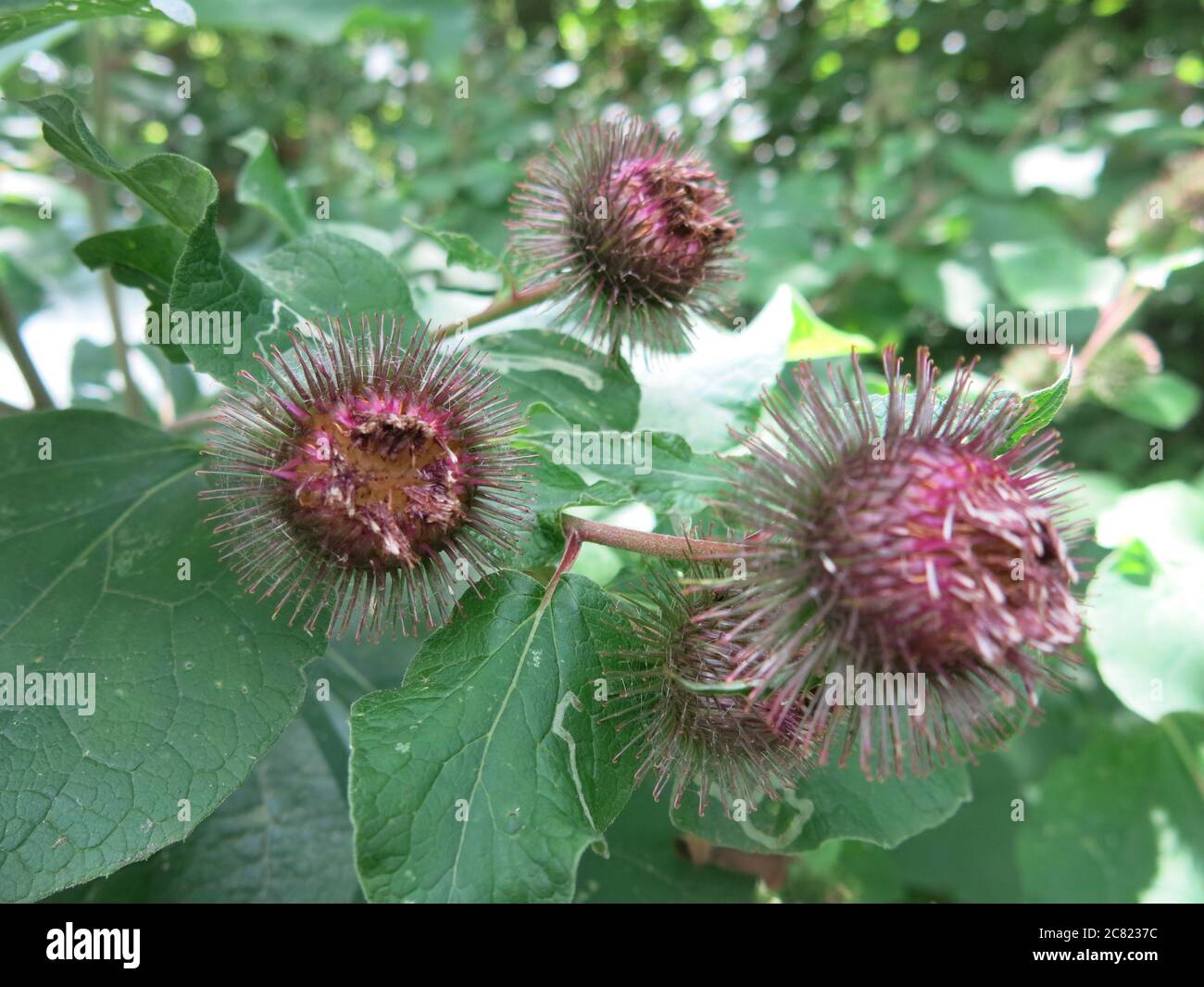 Le teste di fiore pelose rotonde o le bave di burdock minore (arctio meno) assomigliano sorprendentemente all'immagine di Coronavirus di Covid-19. Foto Stock