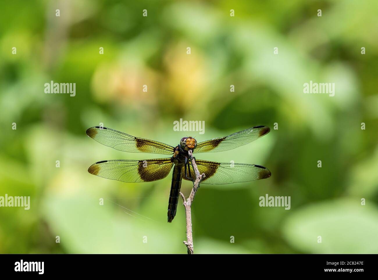 Vedova Skimmer Dragonfly riposa su un ramoscello con le sue ali trasparenti sparse fuori mostrando le macchie scure vicino al corpo e fuori sulle punte. Foto Stock