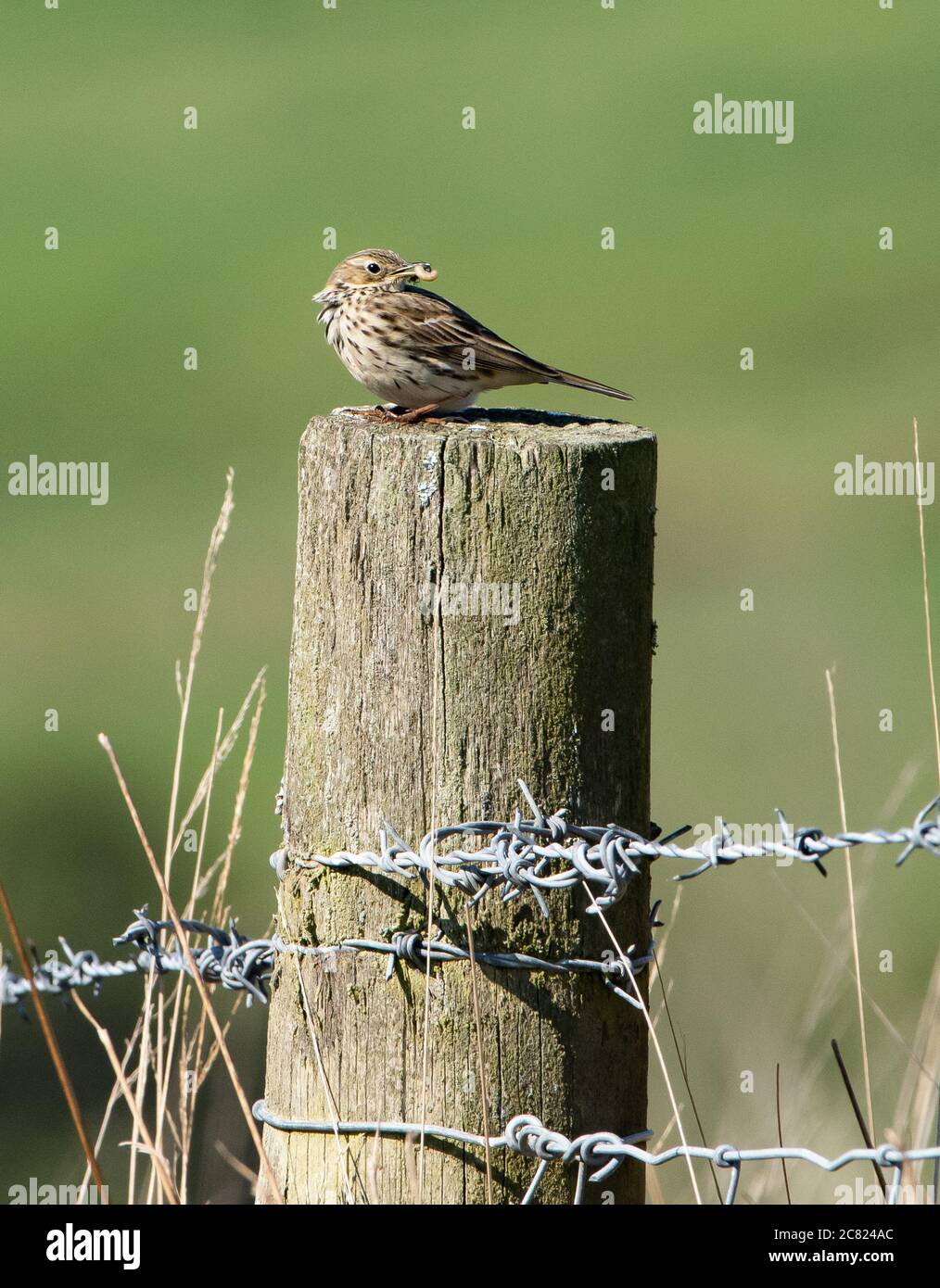 Un pipeline di prato appollaiato su un palo di recinto, Chipping, Preston, Lancashire, UK Foto Stock