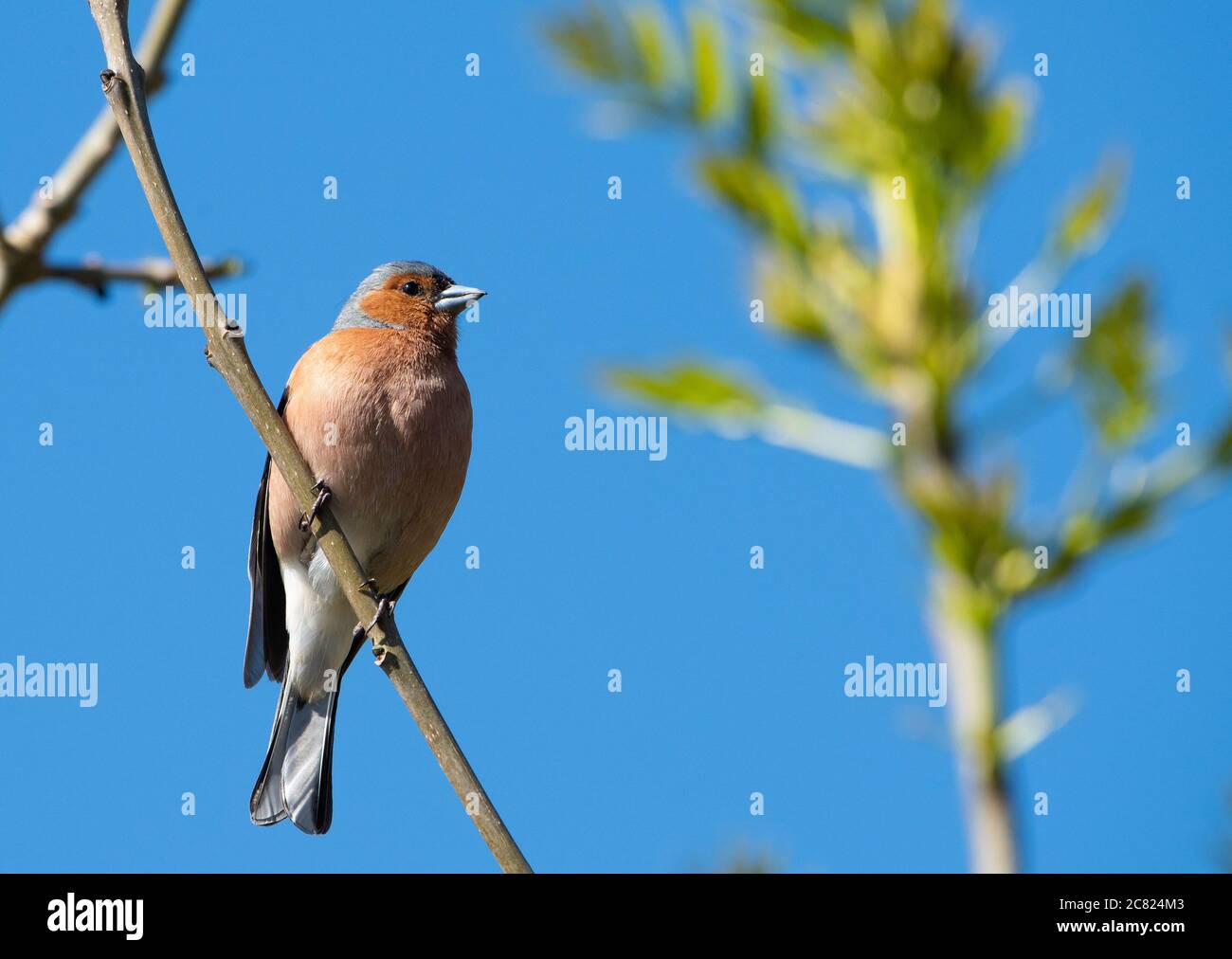 Un maschio Chaffinch, Chipping, Preston, Lancashire, UK Foto Stock