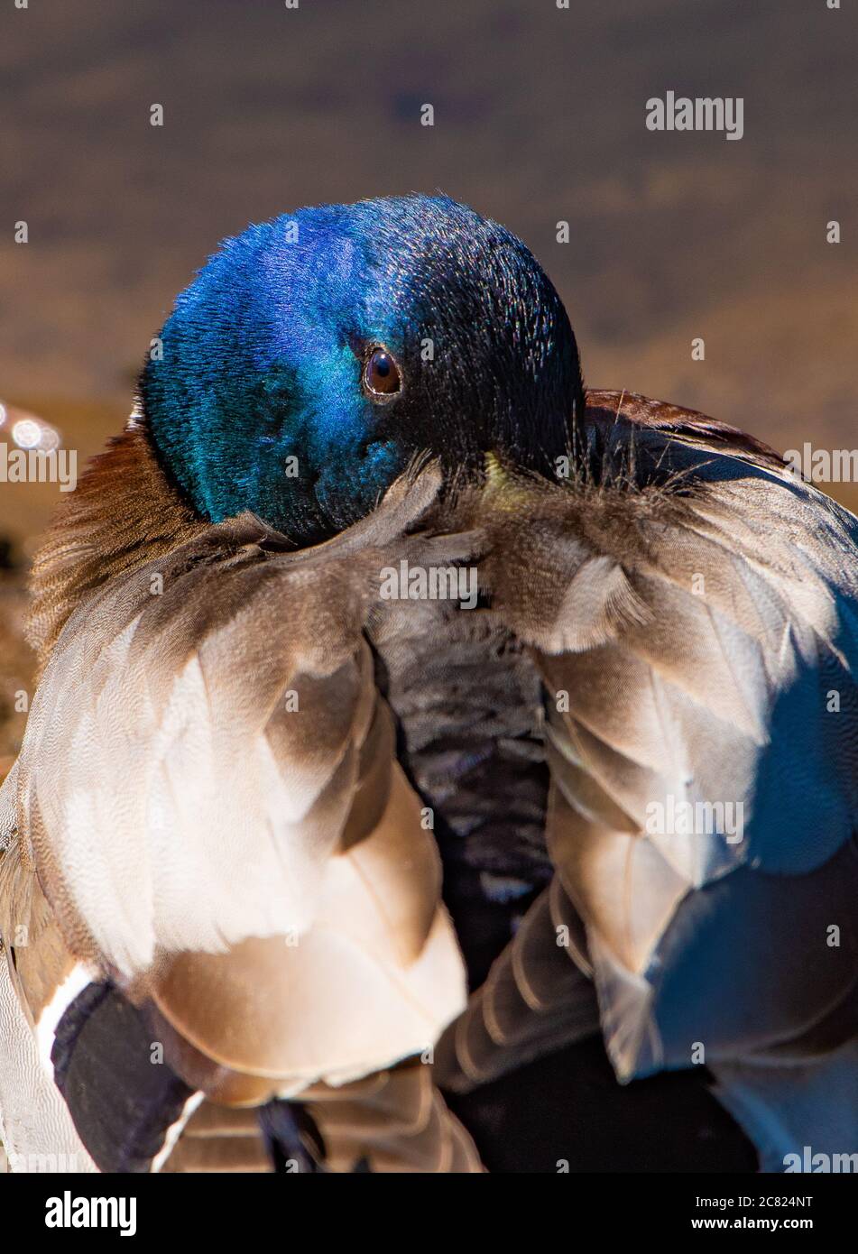 Un maschio di mallard anatra riposo, Chipping, Preston, Lancashire, Inghilterra, Regno Unito. Foto Stock