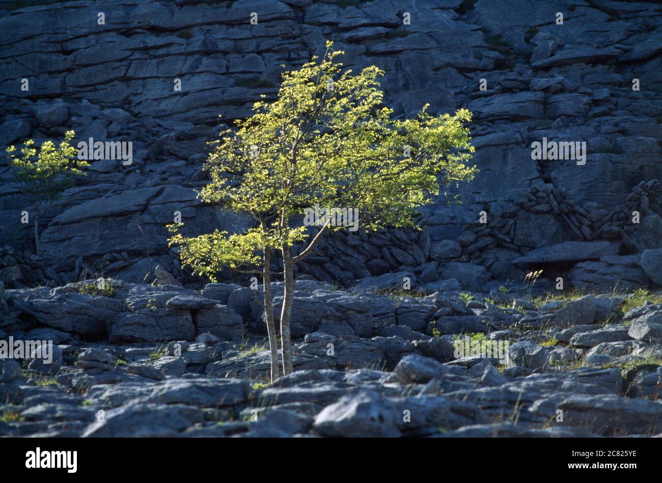 Albero in Rocky Landscape, il Burren, County Clare, Irlanda Foto Stock