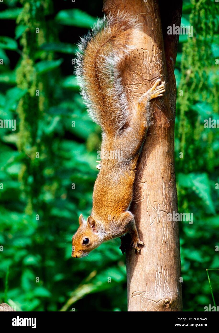 Scoiattolo grigio Foto Stock