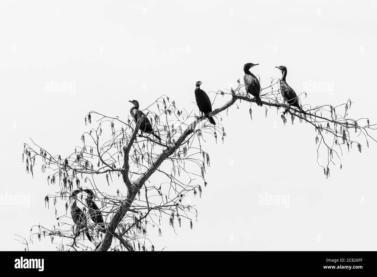 Cormorani a doppio crestato, Phalacrocorax auritus, arroccato in un albero nel bacino di Atchafalaya, nel sud della Louisiana, Stati Uniti. Gli uccelli tutti neri sono adulti, Foto Stock