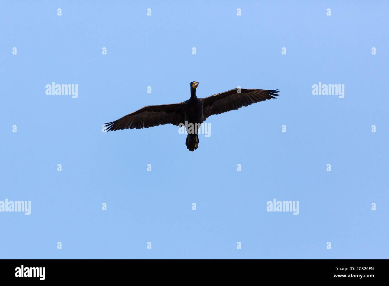 Un cormorano adulto doppio, Phalacrocorax auritus, in volo in Utah, USA. Foto Stock