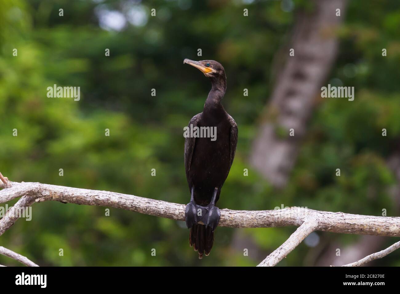 Cormorano neotropico o cormorano olivaceo, Phalacrocorax brasilianus, arroccato su un tronco di alberi sul fiume Tarcoles in Costa Rica. Foto Stock