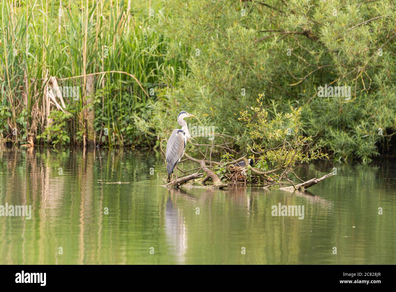 Il predatore Grey Heron, Ardea cinerea della famiglia degli airone Ardeidae, arroccato su un albero su un lago nel Regno Unito Foto Stock