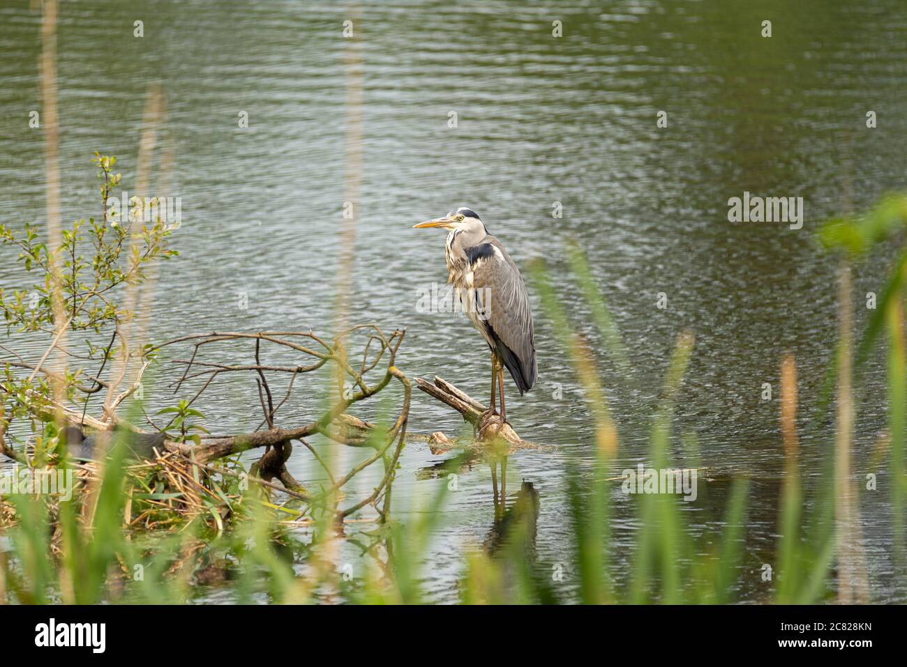 Il predatore Grey Heron, Ardea cinerea della famiglia degli airone Ardeidae, arroccato su un albero su un lago nel Regno Unito Foto Stock