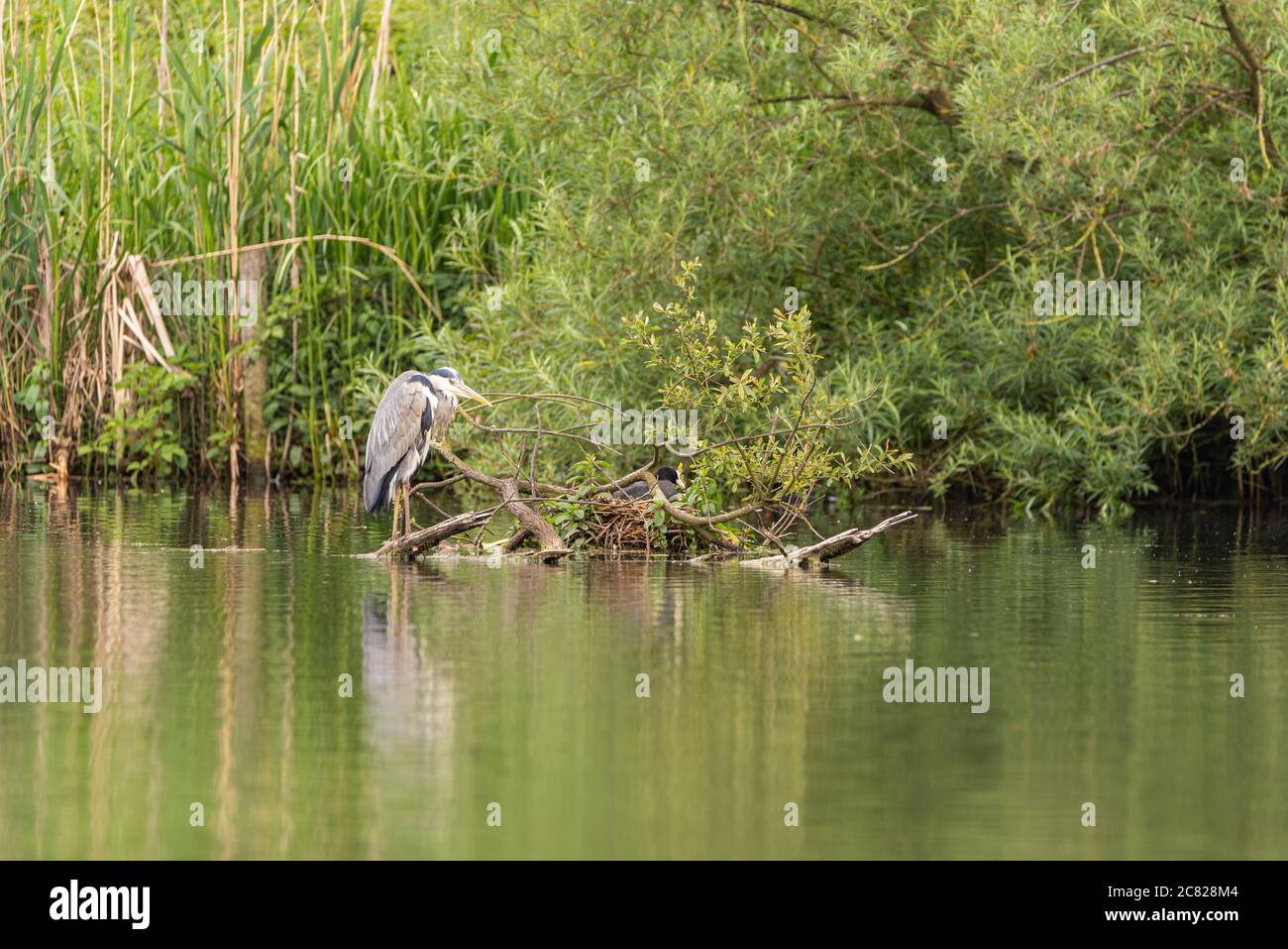 Il predatore Grey Heron, Ardea cinerea della famiglia degli airone Ardeidae, arroccato su un albero su un lago nel Regno Unito Foto Stock