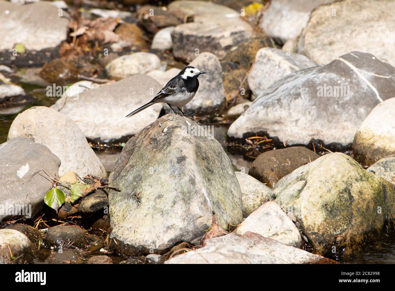 A Pied Waggtail, Chipping, Preston, Lancashire, Regno Unito Foto Stock