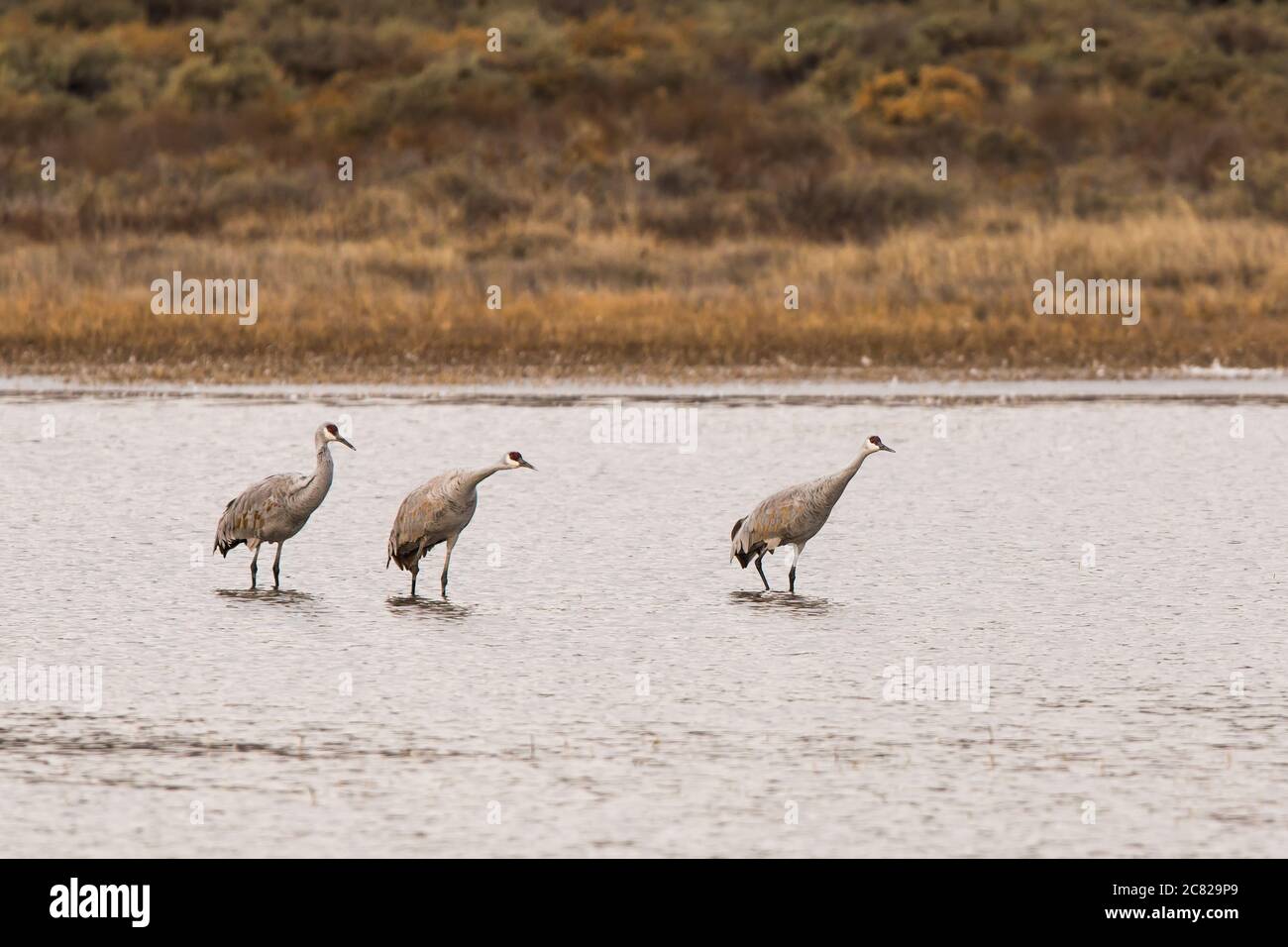 Due gru di Sandhill, Antigone canadensis, mostrano la pendenza di avanzamento pre-decollo che indica che stanno per prendere il volo. Nazione Bosque del Apache Foto Stock
