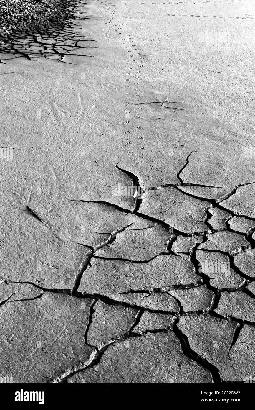 Terra asciutta e impronta di uccelli. Sfondo di consistenza del terreno incrinato. Foto di consistenza della terra incrinata a secco. Foto Stock