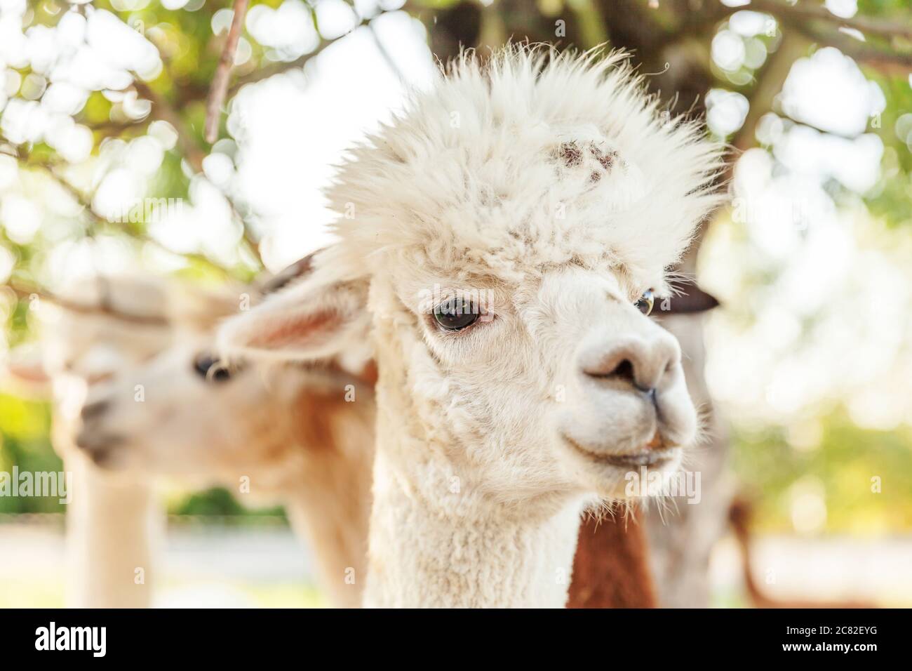 Alpaca carino con viso divertente rilassante sul ranch nel giorno d'estate. Alpaca domestica che pascolano su pascolo in eco fattoria naturale, sfondo di campagna. Cura degli animali e concetto di agricoltura ecologica Foto Stock