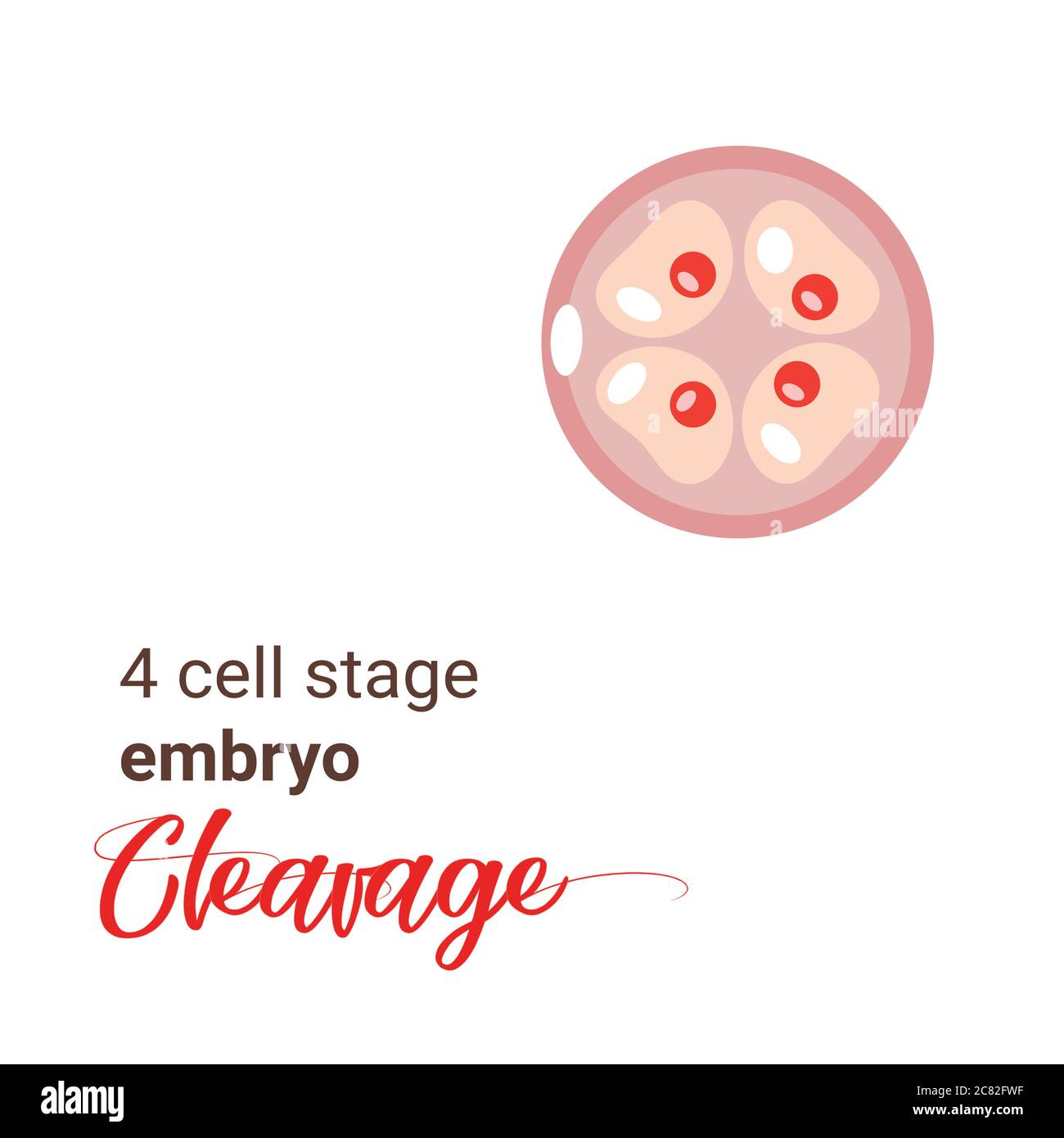 Illustrazione di un embrione a 4 stadi cellulari. Icona a quattro celle. Scissione vettoriale di 4 cellule. Illustrazione della scissione Illustrazione Vettoriale