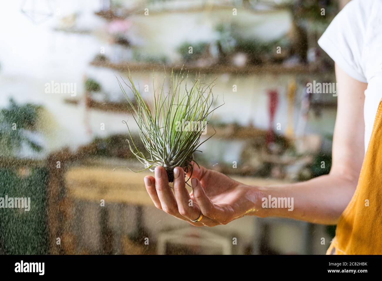 Primo piano di fiorista donna in tute, tenendo in mano bagnata e spruzzando aria pianta tillandsia a casa giardino / serra, prendendo cura di piante domestiche Foto Stock