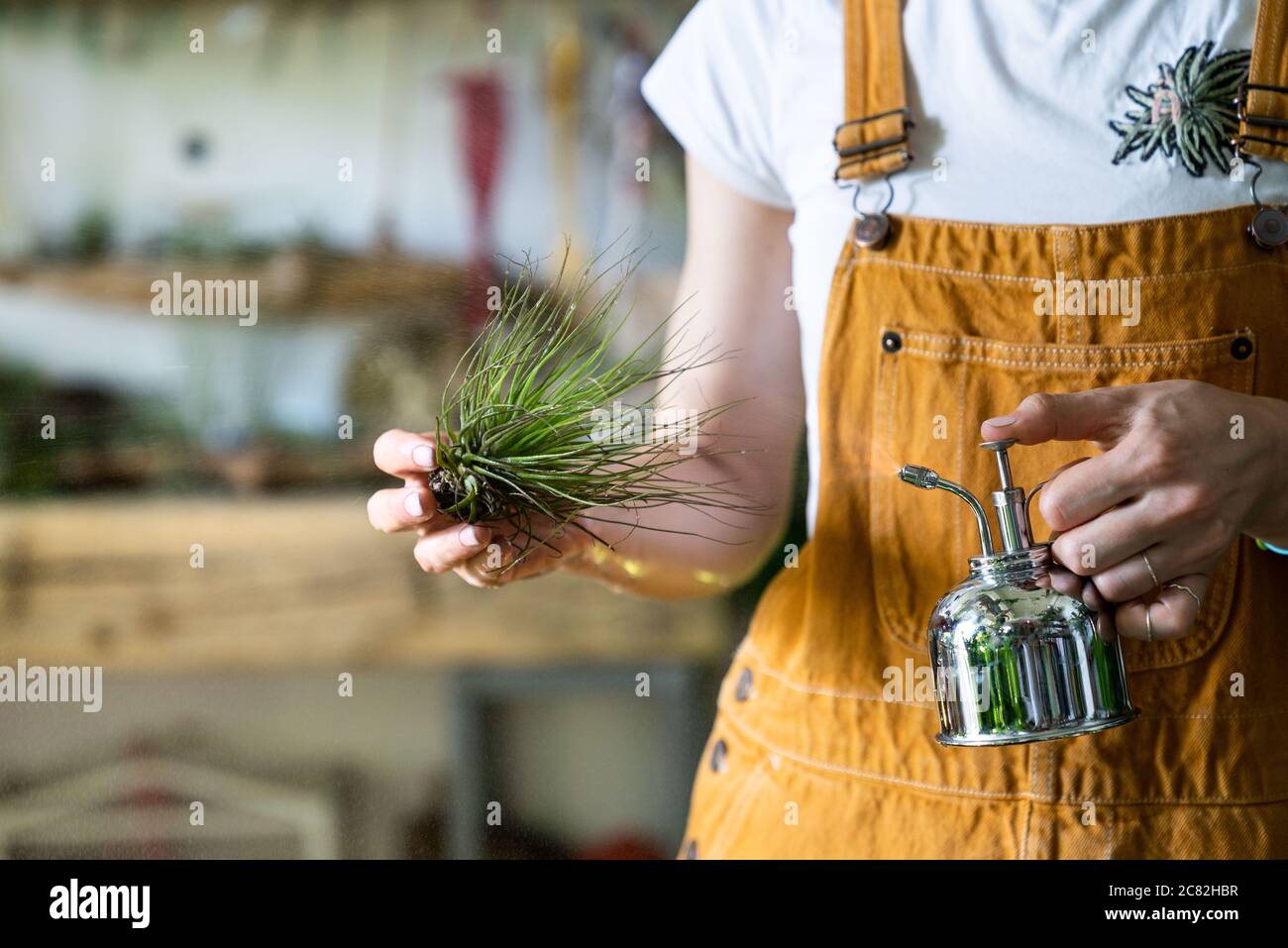 Primo piano di donna fiorista indossare tute, spruzzando aria pianta tillandsia da annata acciaio spruzzatore d'acqua a casa giardino / serra, prendendo cura di casalinga Foto Stock