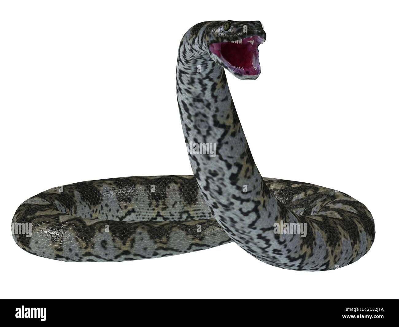 Questo serpente carnivoro predatorio di Titanoboa visse durante il periodo paleocenico della Columbia, in Sud America. Foto Stock