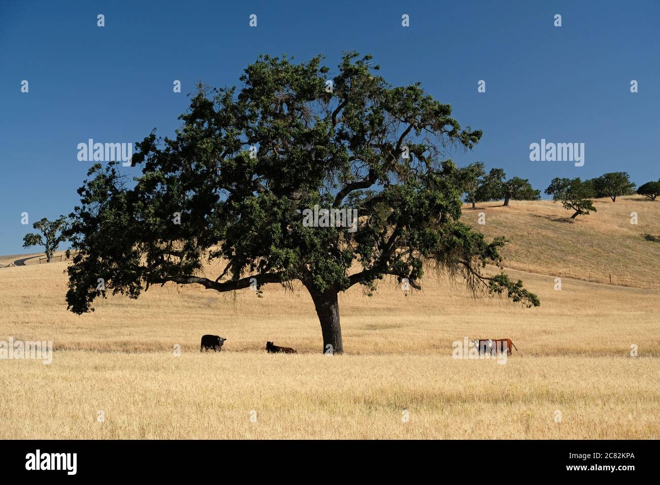 Pascolo di bestiame sotto un grande albero di quercia classico nella contea di San Luis Obispo, California Foto Stock