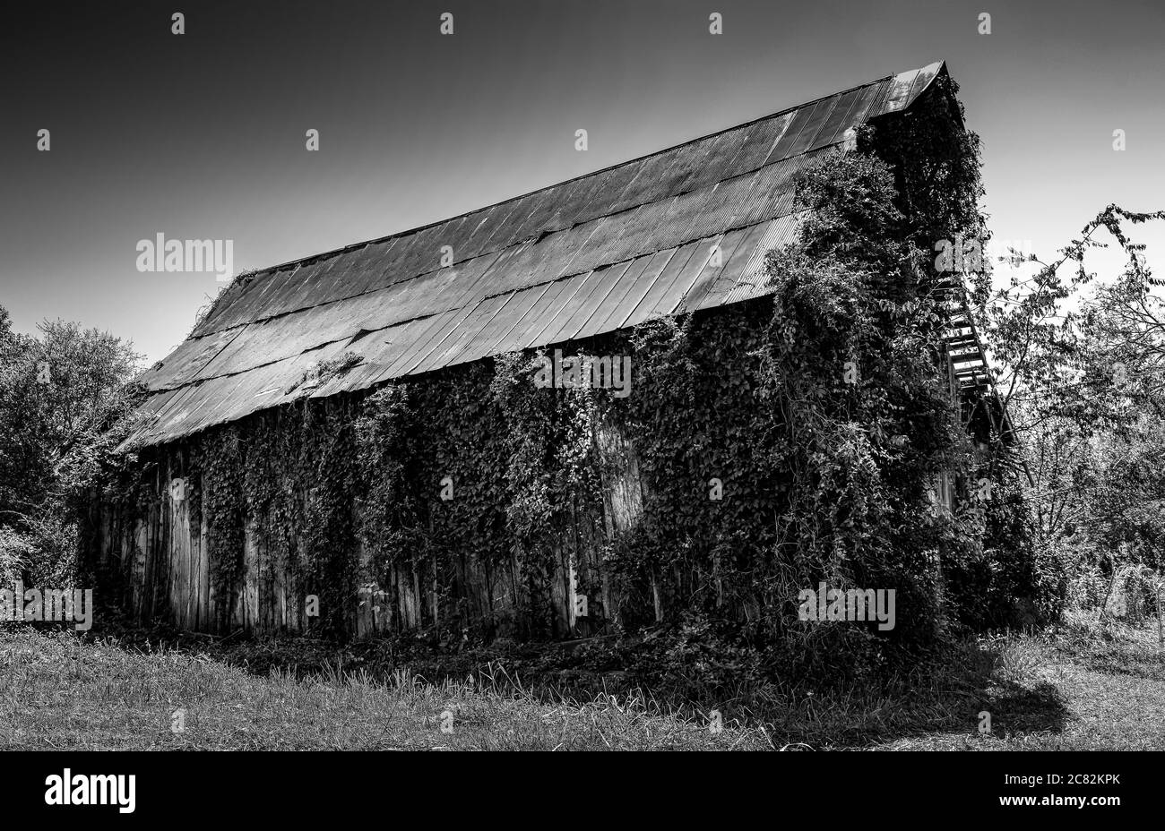 Kudzu viti che si arrampicano per sorpasso un vecchio fienile abbandonato in legno con tetto di stagno su una piccola vita contadina svanente nel Tennessee centrale, Stati Uniti, in nero e whit Foto Stock