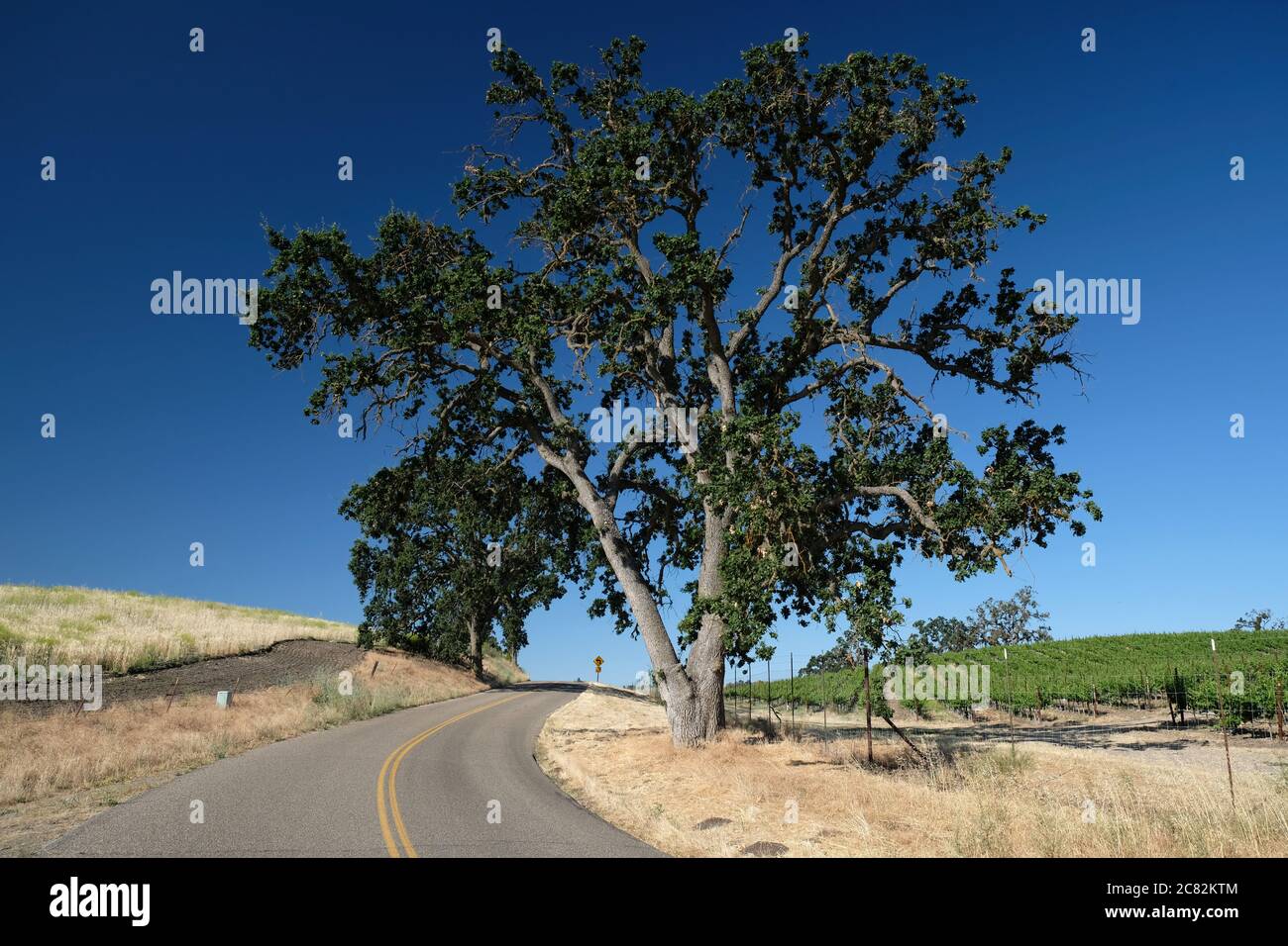 Grande quercia costiera lungo una strada panoramica nella regione vinicola di Paso Robles, California Foto Stock