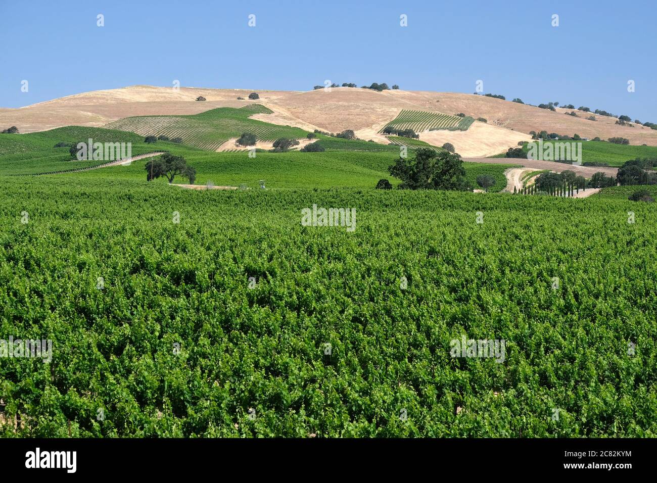 Colline ondulate coperte di vigneti nella regione vinicola Paso Robles della California centrale Foto Stock