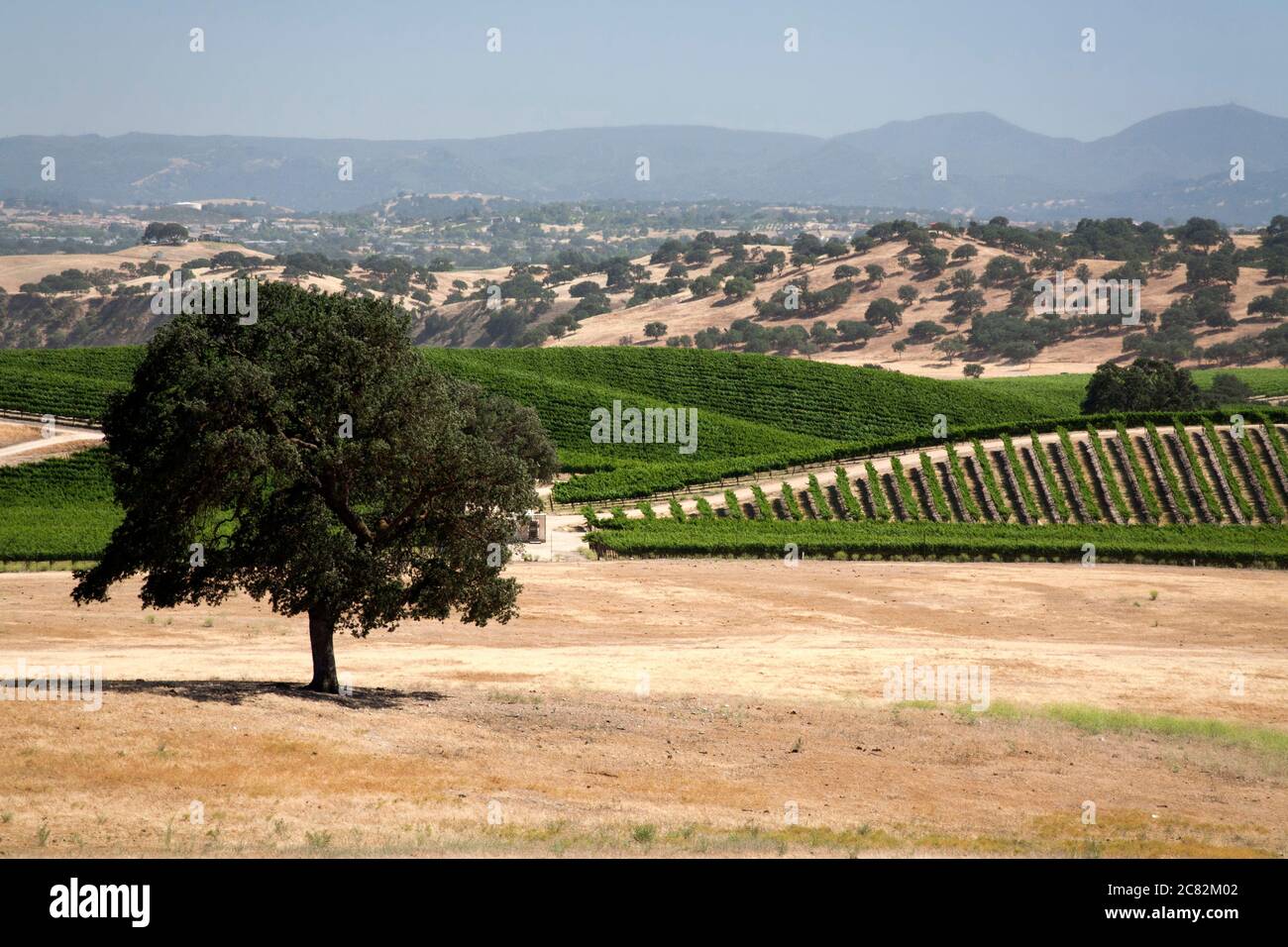 Quercia in un campo erboso con un bellissimo paesaggio di vigneti verdi oltre nel paese dei vini di Paso Robles in California Foto Stock