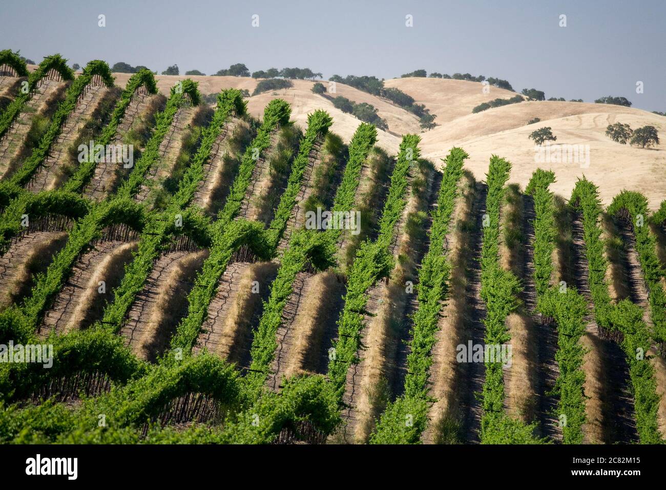 File di uve da vino su viti seguono le colline ondulate del Paso Robles Wine Country nella California centrale Foto Stock