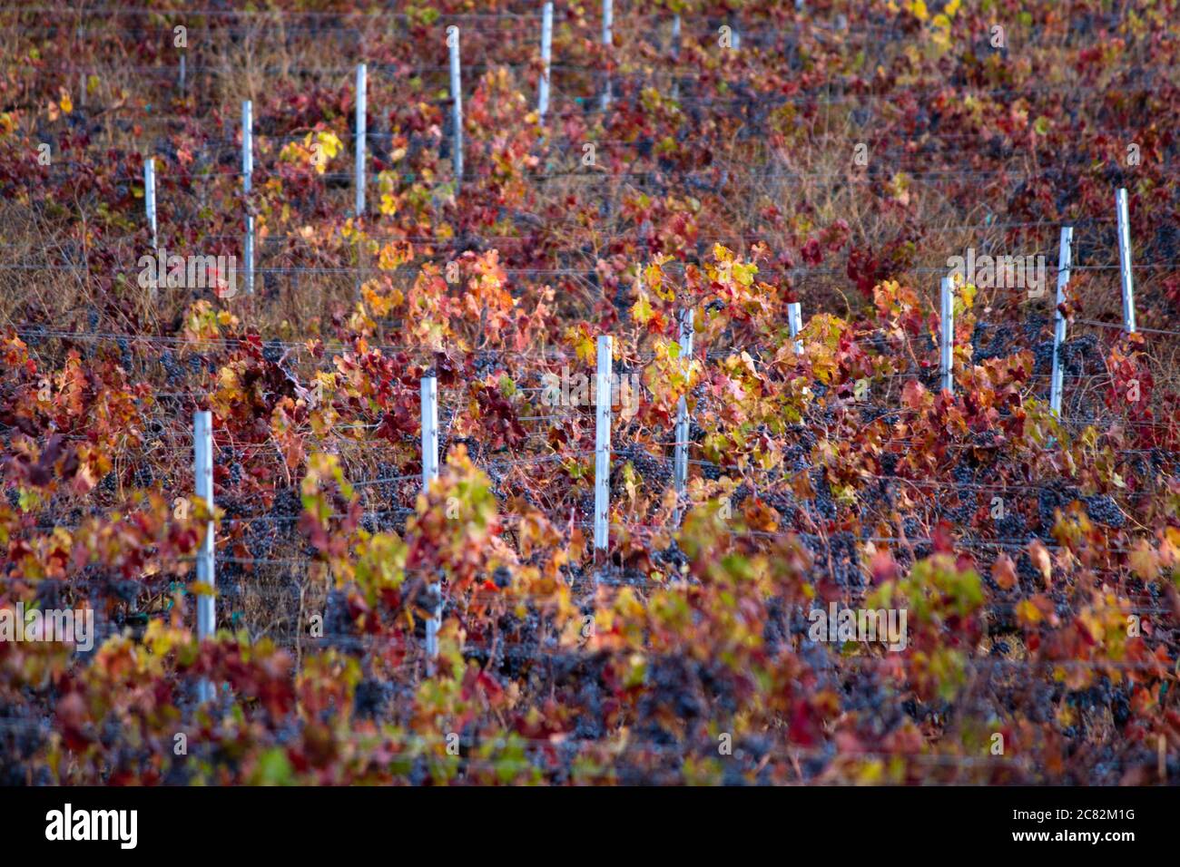 Borgogna, rosso e oro cadono tra i grappoli d'uva in un vigneto della Costa Centrale, Caliofornia Foto Stock