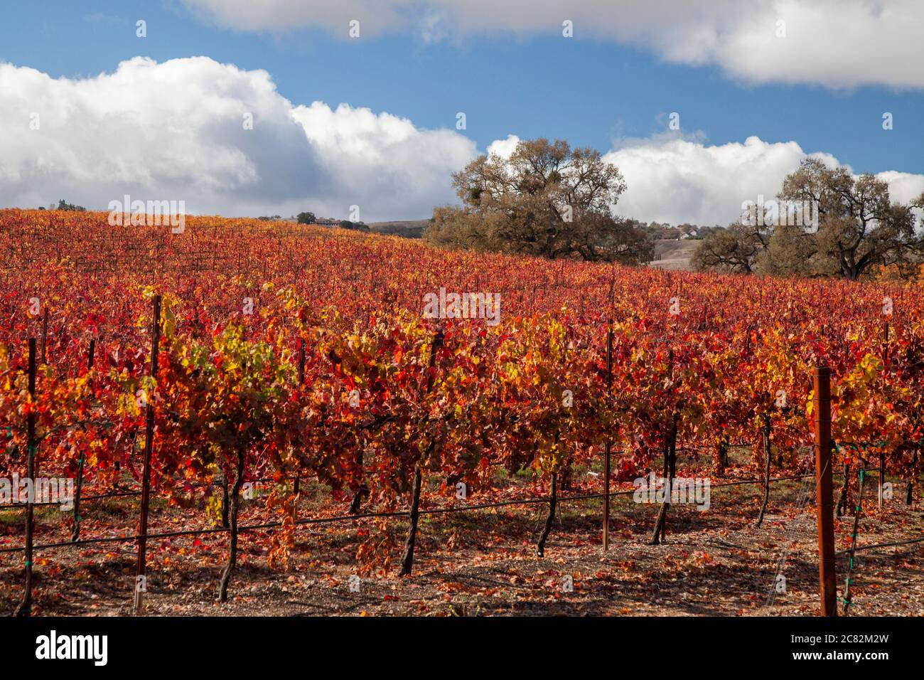 Splendidi colori autunnali nei vigneti tra le querce nella regione vinicola di Paso Robles, California Foto Stock
