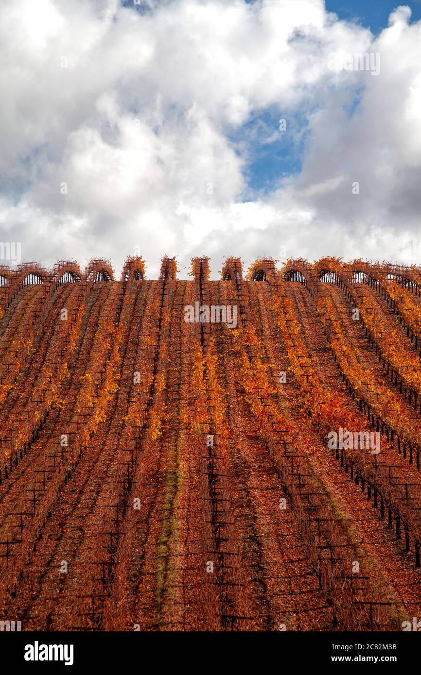 File di viti che girano rosso e borgogna si trovano contro un cielo nuvoloso vicino a Paso Robles, California Foto Stock