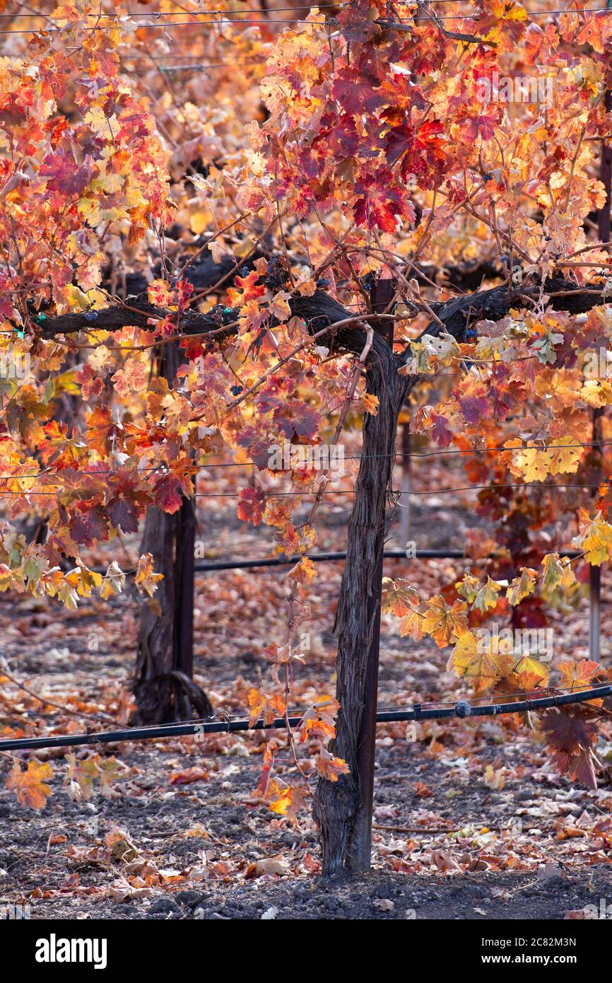 Dettagli di file di uve da vino in bellissimi colori autunnali vicino Paso Robles, California Foto Stock