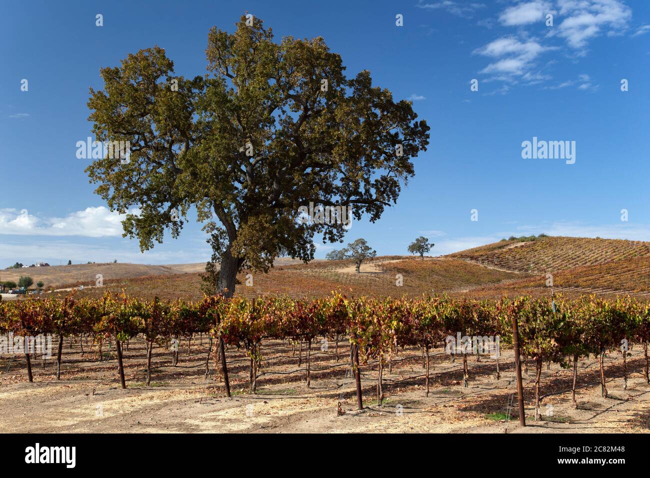 Gli alberi di quercia si trovano in un vigneto nel tardo autunno sotto un cielo blu nella regione vinicola di Paso Robles, California Foto Stock