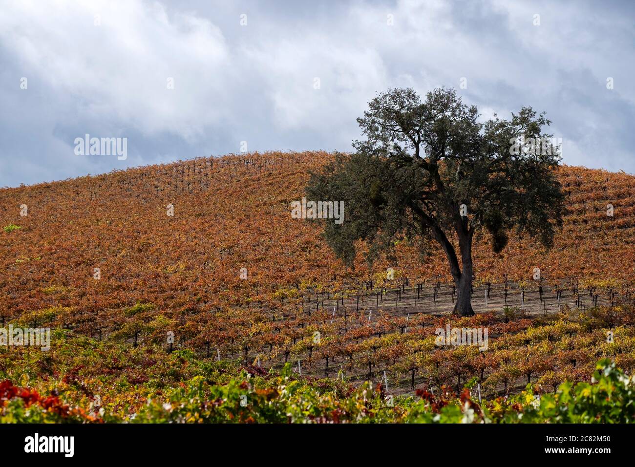 Quercia solitaria tra i colori autunnali nelle colline ondulate e vigneti della regione vinicola di Paso Robles, California Foto Stock