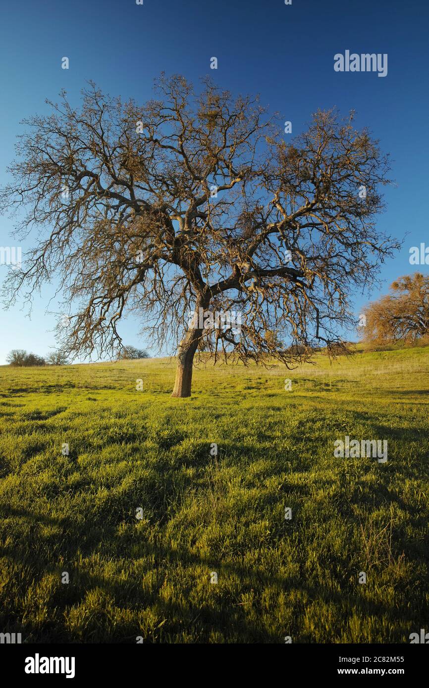 Solitario quercia incastonato in un lussureggiante paesaggio verde e cielo blu nella contea di San Luis Obispo, California Foto Stock