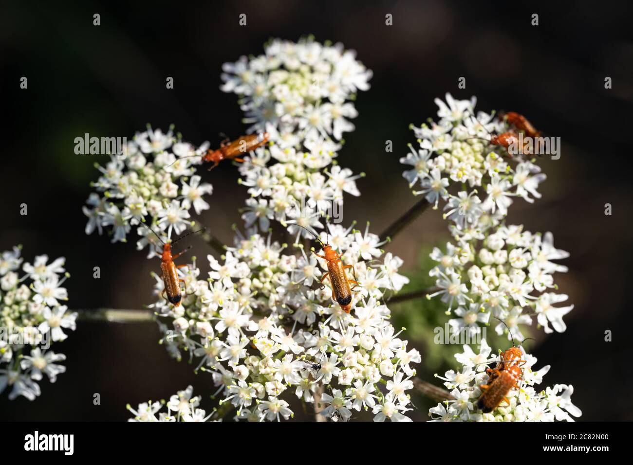 Comune rosso soldato Beetle (Rhagonycha fulva su Cow prezzemolo (Anthriscio sylvestris) fiori, Regno Unito Foto Stock