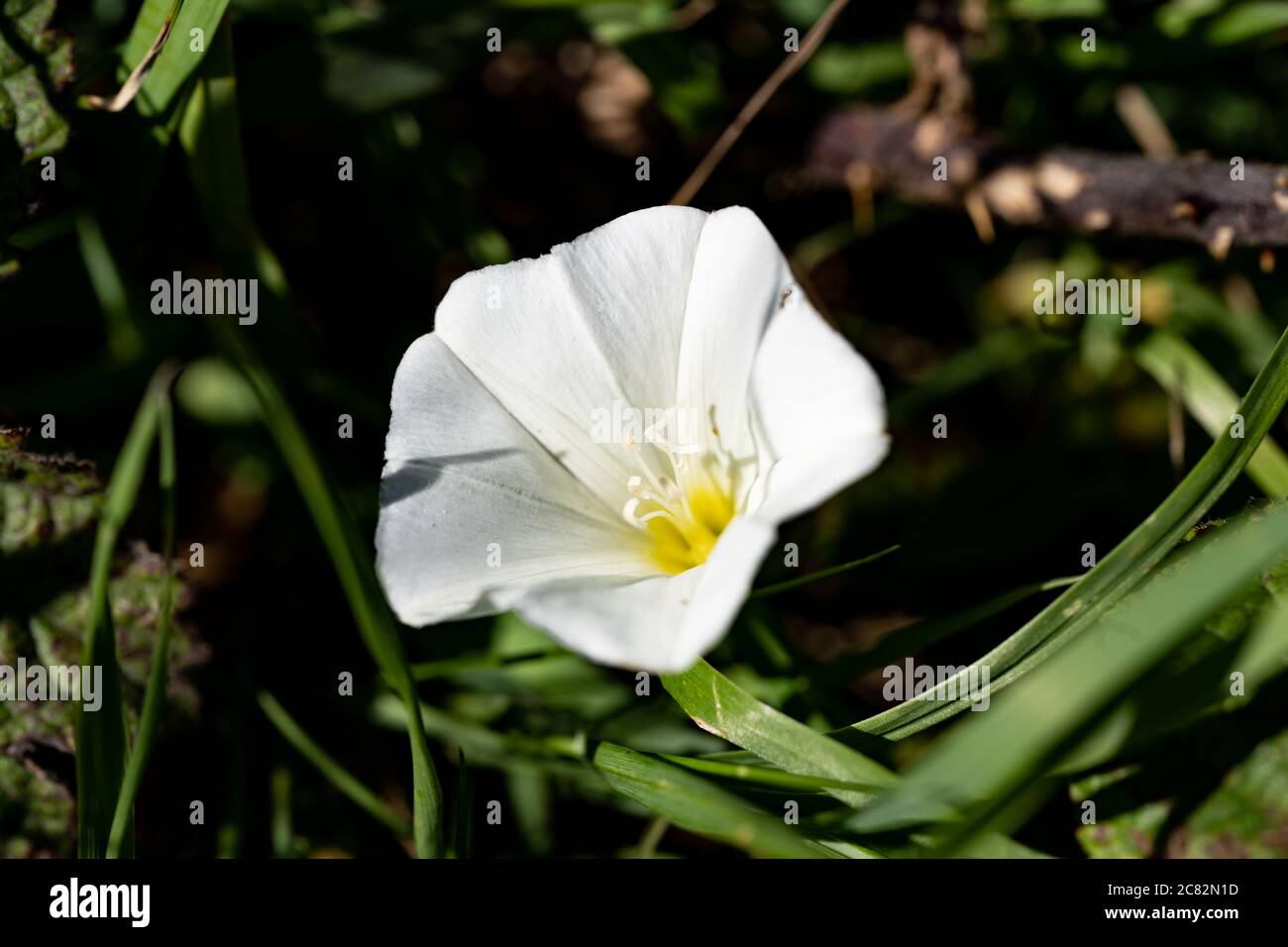 Campo Bindweed (Convolvulus arvensis), un fiore selvatico comune di prateria. Sussex, Regno Unito Foto Stock